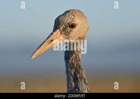 21 settembre 2020, Brandeburgo, Steinhöfel: Una giovane gru (Grus grus), che è cresciuta dal conservatore animale e naturalistico Beate Blahy, si trova in un campo. Le gru hanno solo pochi figli quest'anno nel Brandeburgo. Il motivo di questo è la siccità. Mancano i terreni di allevamento e gli alimenti adeguati. Invece di essere allevati in natura, i giovani uccelli vengono sempre più allevati dagli esseri umani per un amore sbagliato degli animali. Anche questo è allarmante. Foto: Patrick Pleul/dpa-Zentralbild/ZB Foto Stock