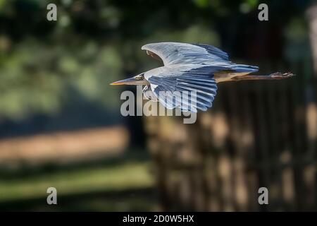 Heron volare in un furtivo come Streamline Foto Stock