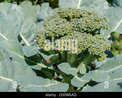 Broccoli in giardino, Brassica oleracea var. Italica Foto Stock
