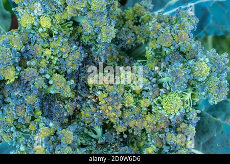 Primo piano di broccoli in fiore, Brassica oleracea var. Italica Foto Stock