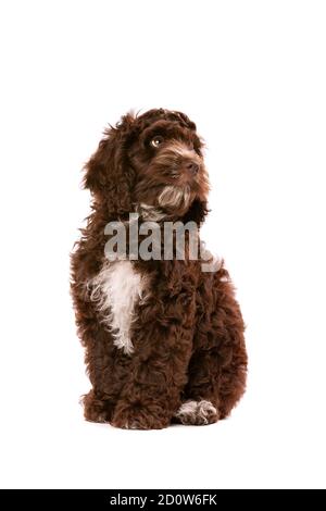 Cockapoo al cioccolato cucciolo cane di fronte a uno sfondo bianco Foto Stock