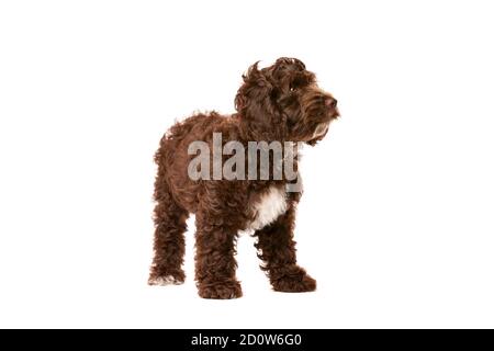 Cockapoo al cioccolato cucciolo cane di fronte a uno sfondo bianco Foto Stock
