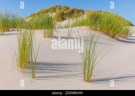 Dune di sabbia sull'isola olandese Wadden Sea di Terschelling, in Friesland., Paesi Bassi. Foto Stock