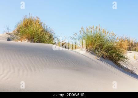Dune di sabbia sull'isola olandese Wadden Sea di Terschelling, in Friesland., Paesi Bassi. Foto Stock