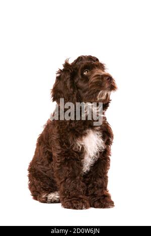 Cockapoo al cioccolato cucciolo cane di fronte a uno sfondo bianco Foto Stock