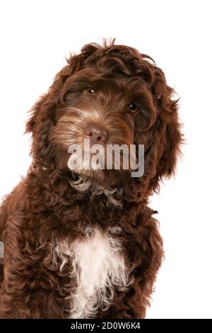 Cockapoo al cioccolato cucciolo cane di fronte a uno sfondo bianco Foto Stock