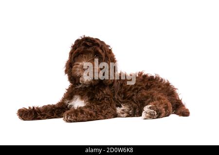Cockapoo al cioccolato cucciolo cane di fronte a uno sfondo bianco Foto Stock