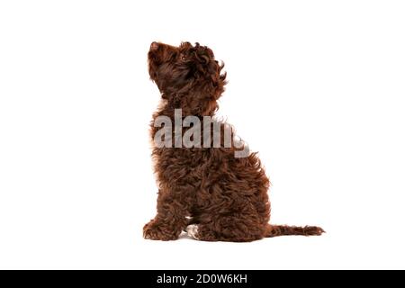 Cockapoo al cioccolato cucciolo cane di fronte a uno sfondo bianco Foto Stock