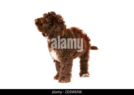 Cockapoo al cioccolato cucciolo cane di fronte a uno sfondo bianco Foto Stock