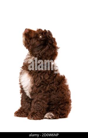 Cockapoo al cioccolato cucciolo cane di fronte a uno sfondo bianco Foto Stock