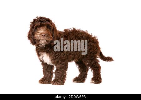 Cockapoo al cioccolato cucciolo cane di fronte a uno sfondo bianco Foto Stock