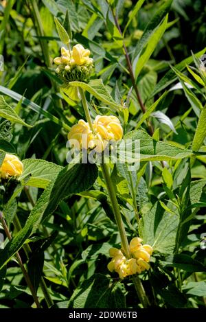 Digitalis grandiflora grande a fiore grande foxglove foxglove giallo Foto Stock