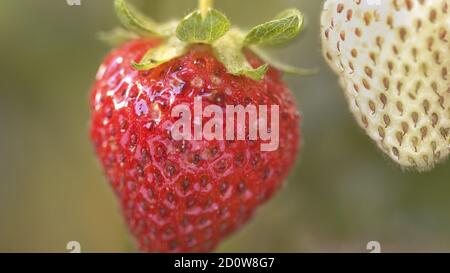 Estremo primo piano di una fragola matura appesa a un pianta Foto Stock