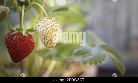 Primo piano di una fragola verde appesa a una pianta con altre fragole intorno Foto Stock