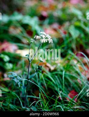 Hemlock in autunno circondato da verde e rosso, in autunno. Fiori belli Foto Stock