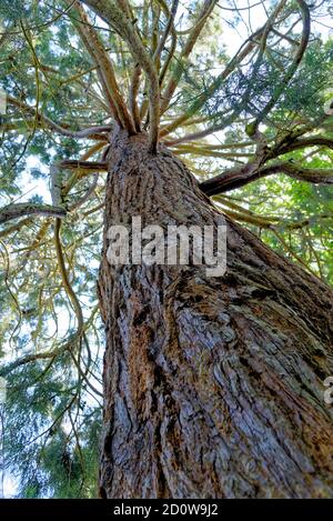 Sequoie giganti - Sequoiadendron giganteum è l'unica specie vivente del genere Sequoiadendron, e una delle tre specie di conifere conosciute come Foto Stock