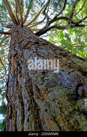 Sequoie giganti - Sequoiadendron giganteum è l'unica specie vivente del genere Sequoiadendron, e una delle tre specie di conifere conosciute come Foto Stock