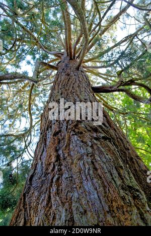 Sequoie giganti - Sequoiadendron giganteum è l'unica specie vivente del genere Sequoiadendron, e una delle tre specie di conifere conosciute come Foto Stock