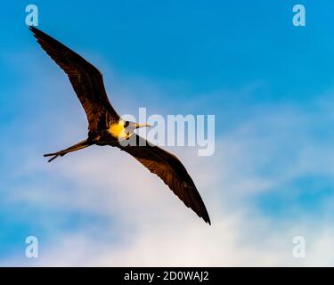 uccello fregato in volo Foto Stock