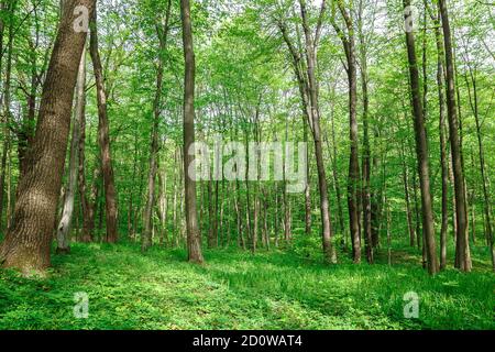 Verde foresta decidua nella pioggia cade in una giornata di sole. Foto Stock