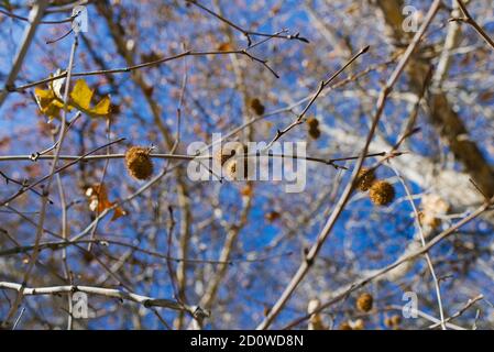 Sycamore frutta su un ramo di albero in autunno Foto Stock