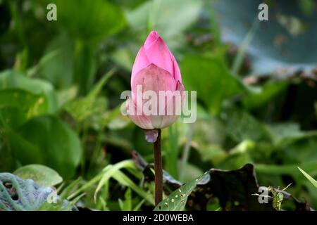 L'incredibile bellezza della natura è il fiore di loto Foto Stock