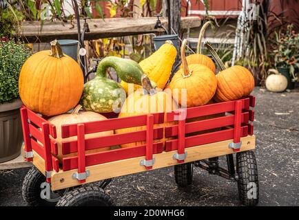 Un carro pieno di zucche e zucche di Halloween e di ringraziamento. Foto Stock