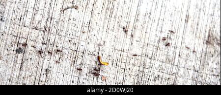 formica nera che corre intorno con un pezzo di frutta arancione su una superficie di cemento con linee nere Foto Stock