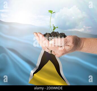 Crescita di Santa Lucia e nuovo inizio. Energia rinnovabile verde e concetto di ecologia. Mano che tiene pianta giovane. Foto Stock