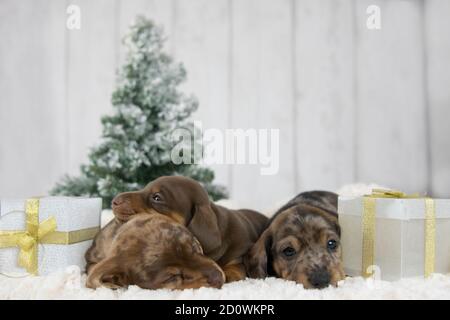 3 cuccioli di dachshund sonnolenti sotto un albero di Natale con Natale presenta Foto Stock