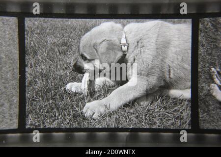 Fine 1970 vintage fotografia in bianco e nero di un cucciolo carino masticare su un osso. Foto Stock