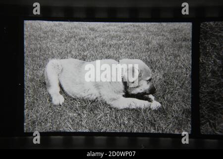 Fine 1970 vintage fotografia in bianco e nero di un cucciolo carino masticare su un osso. Foto Stock