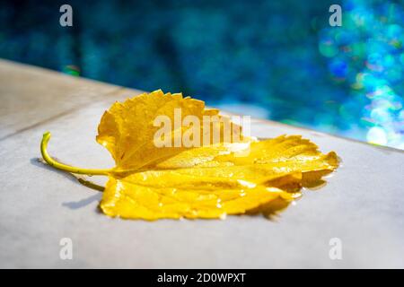 La foglia gialla si trova vicino all'acqua della piscina. Foglia secca caduta da un albero. Primo piano della macro Foto Stock