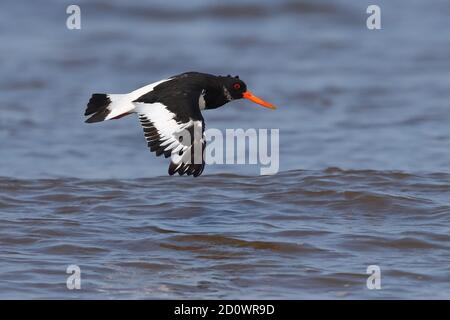 Ostercatcher eurasiatico. Foto Stock