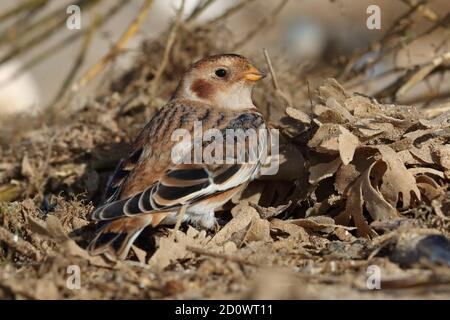 Arrivo anticipato di Snow Bunting sulla spiaggia di Titchwell Foto Stock