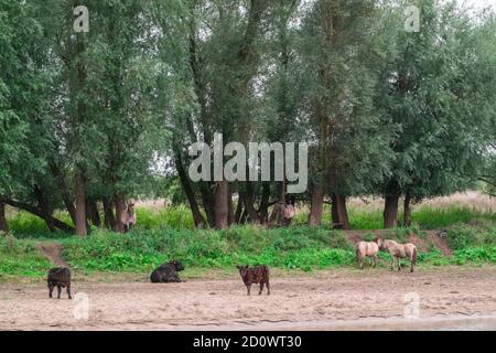 Tori, mucche e cavalli che si trovano sulla spiaggia di un paesaggio olandese di polder presso l'Ooyse Schependom vicino all'Ooijpolder a Gelderland, Paesi Bassi. T Foto Stock