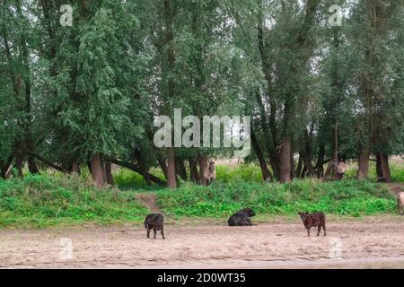 Tori, mucche e cavalli che si trovano sulla spiaggia di un paesaggio olandese di polder presso l'Ooyse Schependom vicino all'Ooijpolder a Gelderland, Paesi Bassi. T Foto Stock