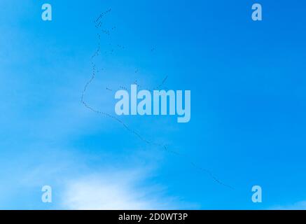 Gregge di oche dai piedi rosa (Anser brachyrhynchus) che volano in una formazione a V contro un cielo blu, East Lothian, Scozia, Regno Unito Foto Stock