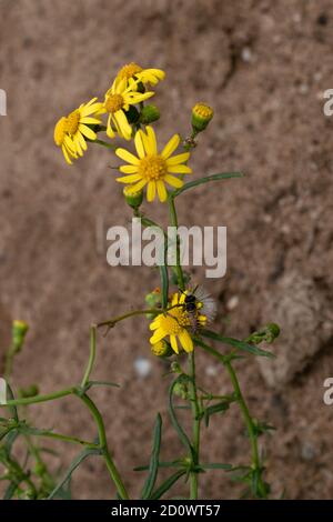 i crisantemoides di euryops, con un'ape che mangia la forma Foto Stock