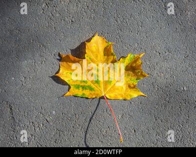 Vista dall'alto di una foglia di acero giallo solita che giace sulla superficie dell'asfalto. Autunno foglia caduta. Sfondo naturale. Spazio di copia. Foto Stock