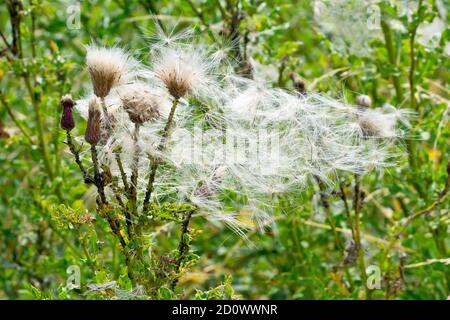 Il Thistle strisciante (arvense di cirsium), primo piano che mostra la pianta in seme in una giornata ventosa. Foto Stock