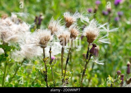 Il Thistle strisciante (arvense di cirsium), primo piano che mostra la pianta in seme in una giornata ventosa. Foto Stock