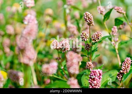 Persicaria o Redshank (polygonum persicaria), primo piano focalizzato su una singola pianta fiorente da molti. Foto Stock