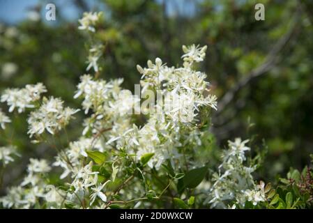 I rami fiorenti di gelsomino Foto Stock