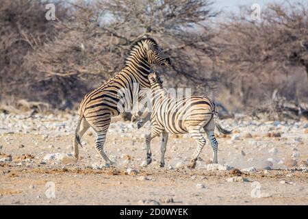 Zebra comune, equus quagga, combattimenti, Etosha Parco Nazionale, Namibia Foto Stock