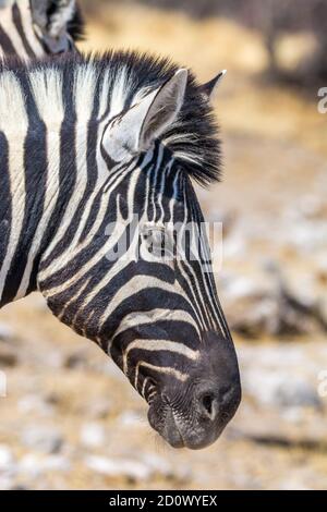 Comune di zebra, Equus quagga, il Parco Nazionale di Etosha, Namibia Foto Stock