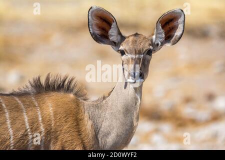 Maggiore kudu, Tragelaphus strepsiceros, il Parco Nazionale di Etosha, Namibia Foto Stock