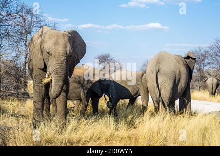 Elefante africano di cespuglio, Loxodonta africana, Parco Nazionale di Etosha, Namibia Foto Stock