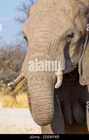 Elefante africano di cespuglio, Loxodonta africana, Parco Nazionale di Etosha, Namibia Foto Stock