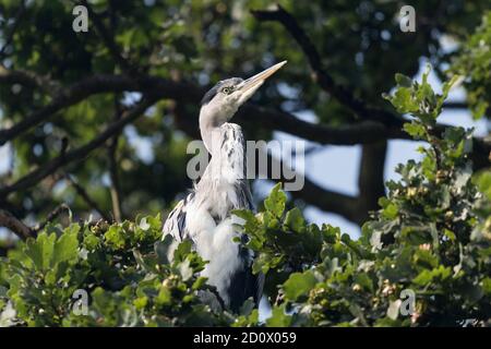 Heron seduto pazientemente in un albero Foto Stock